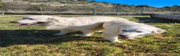 Golden Retriever perros en venta: PROXIMA CAMADA GOLDEN RETRIEVER BLANCO - Anuncio 6