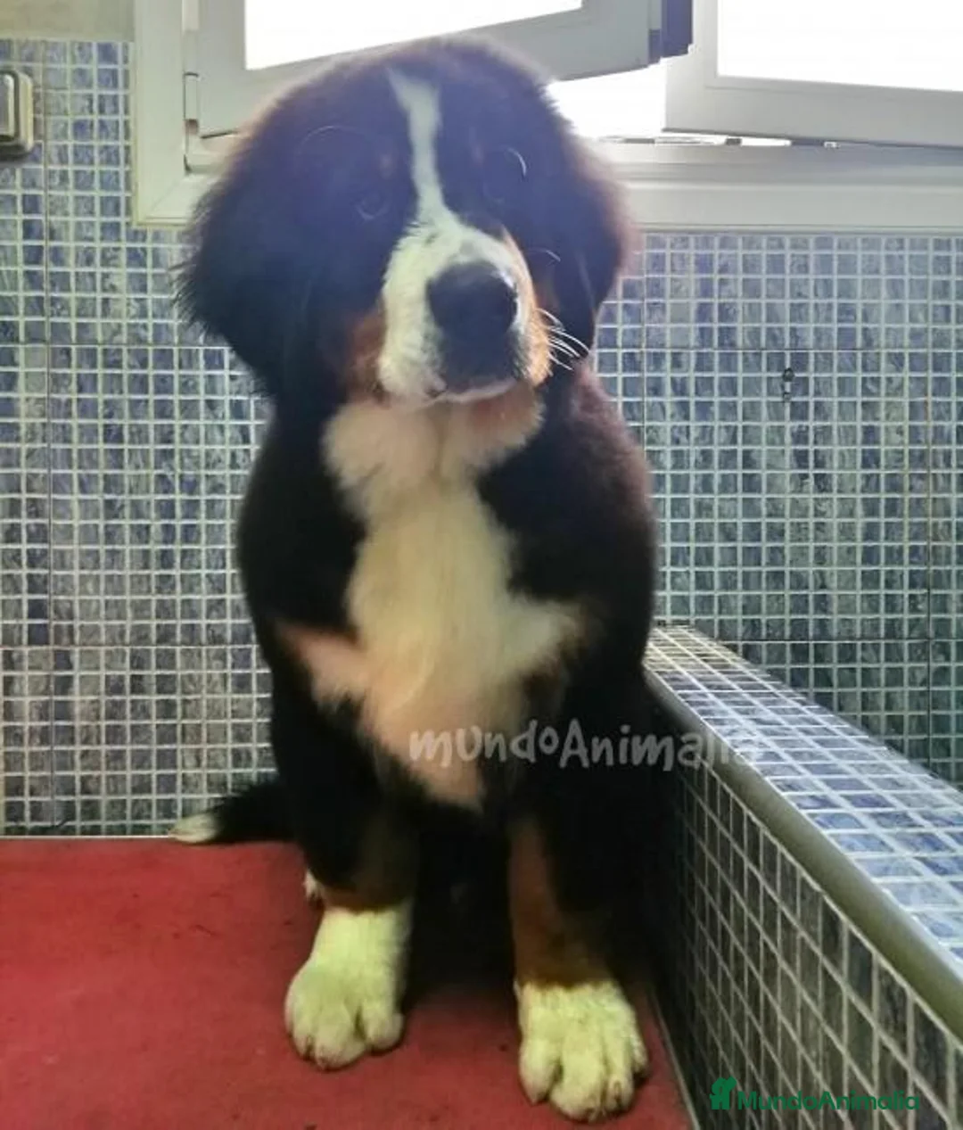 Imagen de galería {{count}}