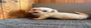 Bichón Maltés Macho
