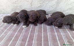 Perro de Agua Español perros en venta: Camada de perros de agua español  - Imagen 1