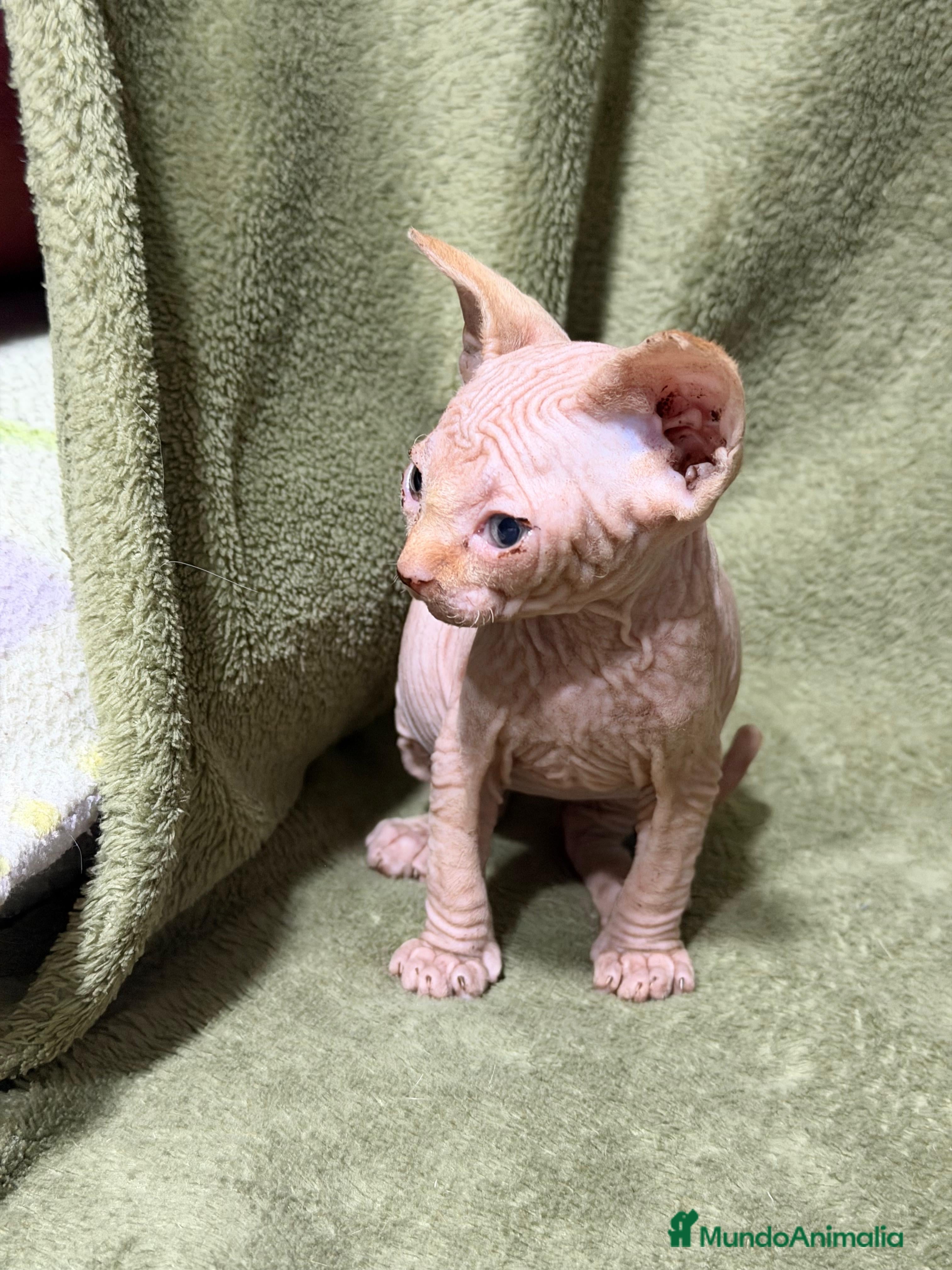 Sphynx gatos en venta: Camada Sphynx preciosa - Anuncio 6