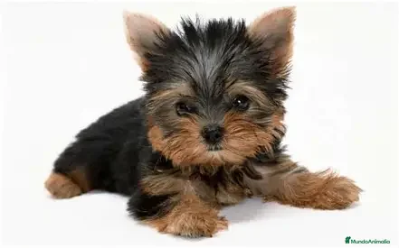 Yorkshire Terrier perros YORKSHIRE - Anuncio 31
