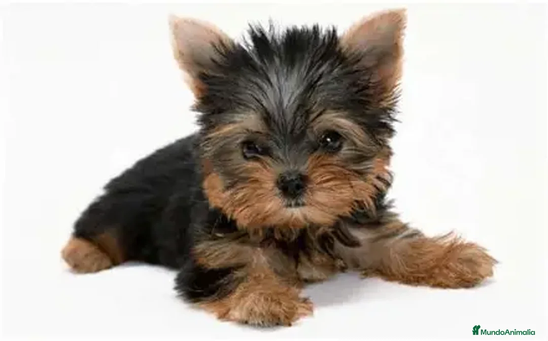 Yorkshire Terrier perros en venta: YORKSHIRE - Anuncio 1