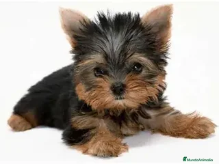 Yorkshire Terrier perros YORKSHIRE - Anuncio 1