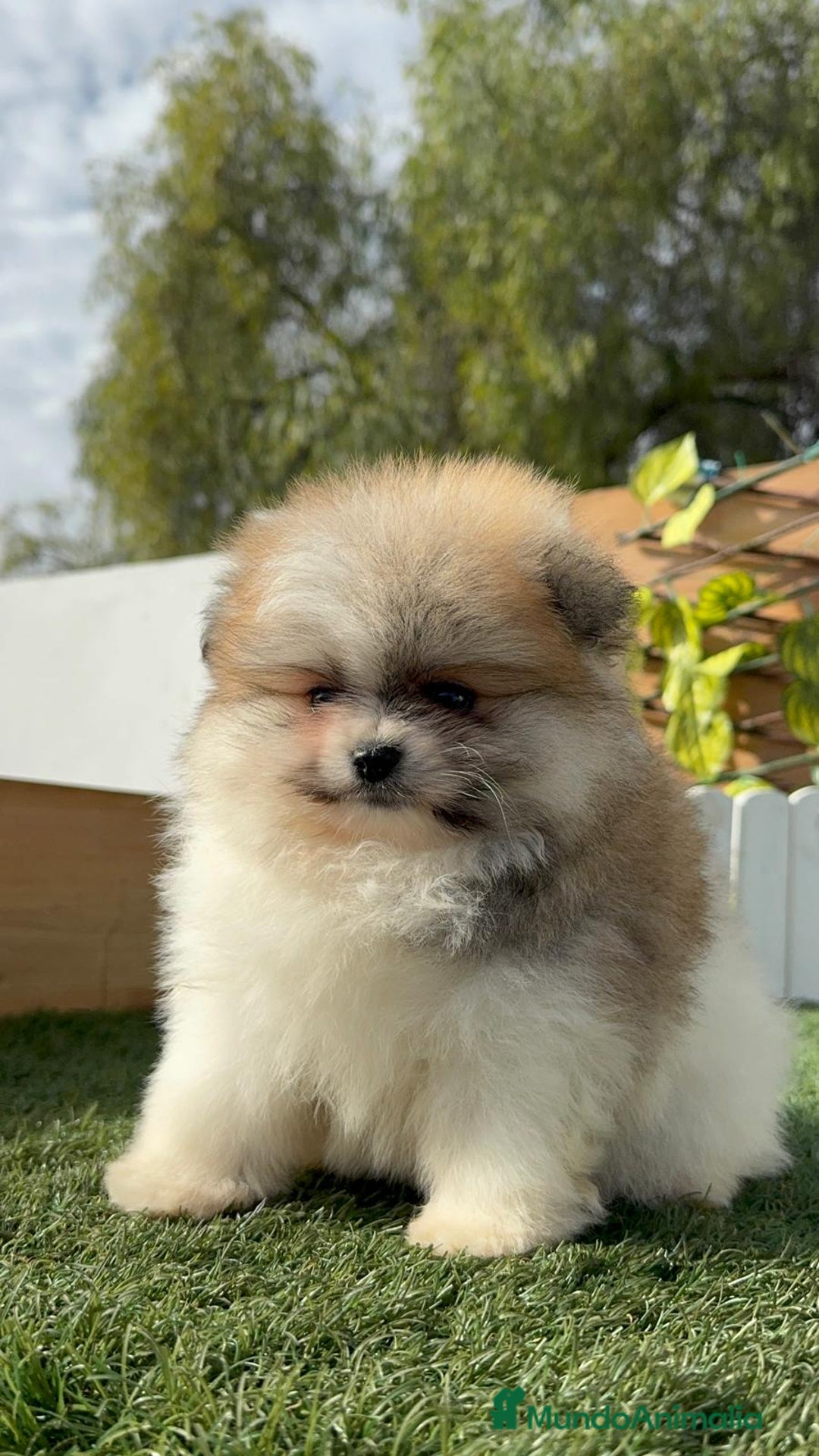 Pomerania perros en venta: POMERANIA HEMBRA - Anuncio 3