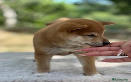 Shiba Inu perros en venta: Shiba inu rojo  - Imagen 3