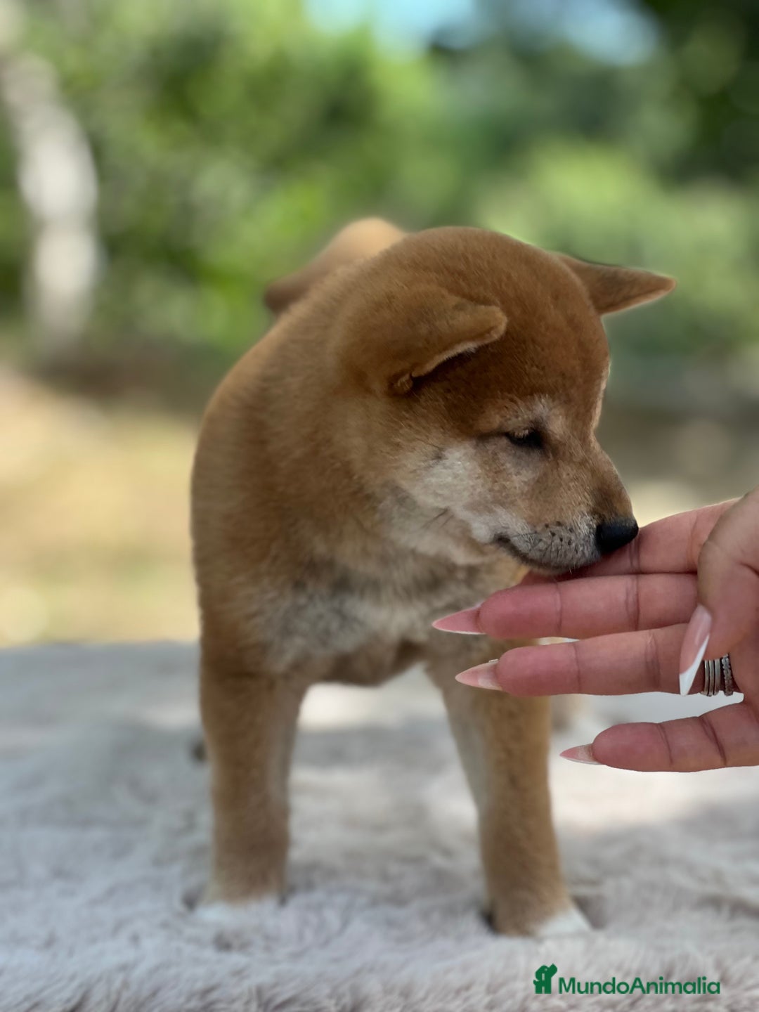 Shiba Inu perros en venta: Shiba inu rojo  - Imagen 3