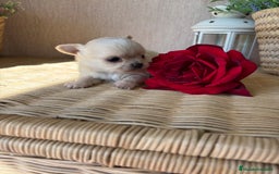 Chihuahua perros en venta: Chihuahua toy macho para diciembre !! - Imagen 1