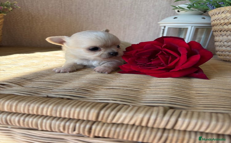 Chihuahua perros - Anuncio 5
