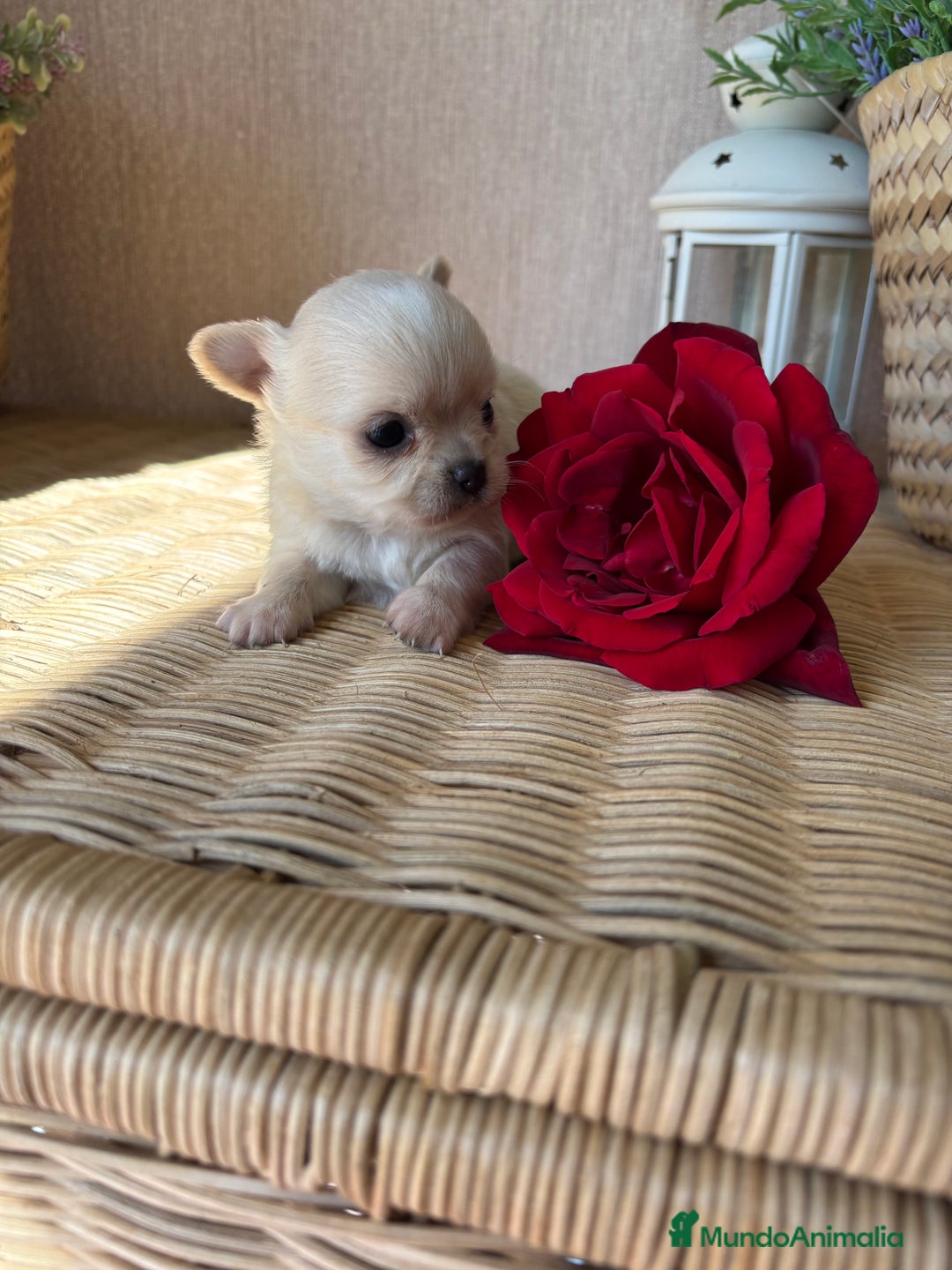 Chihuahua perros en venta: Chihuahua toy macho para diciembre !! - Imagen 1