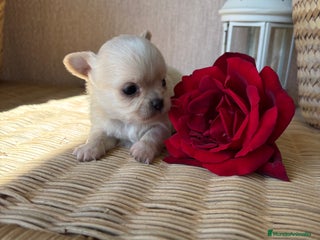 Chihuahua perros - Anuncio 23