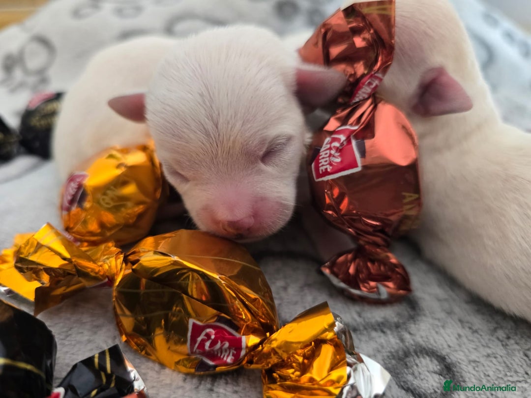 Chihuahua perros en venta: Chihuahua  - Anuncio 2