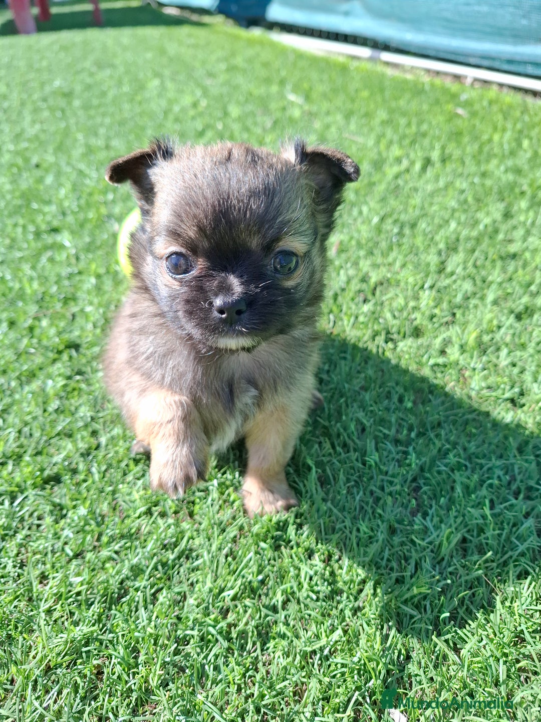 Chihuahua perros en venta: Chihuahua de pelo largo de capricho - Anuncio 1