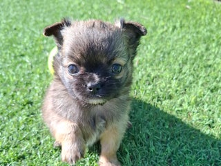 Chihuahua perros Chihuahua de pelo largo de capricho - Anuncio 1