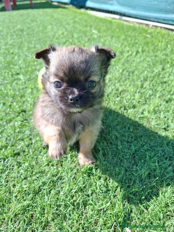 Chihuahua perros Chihuahua de pelo largo de capricho - Anuncio 1