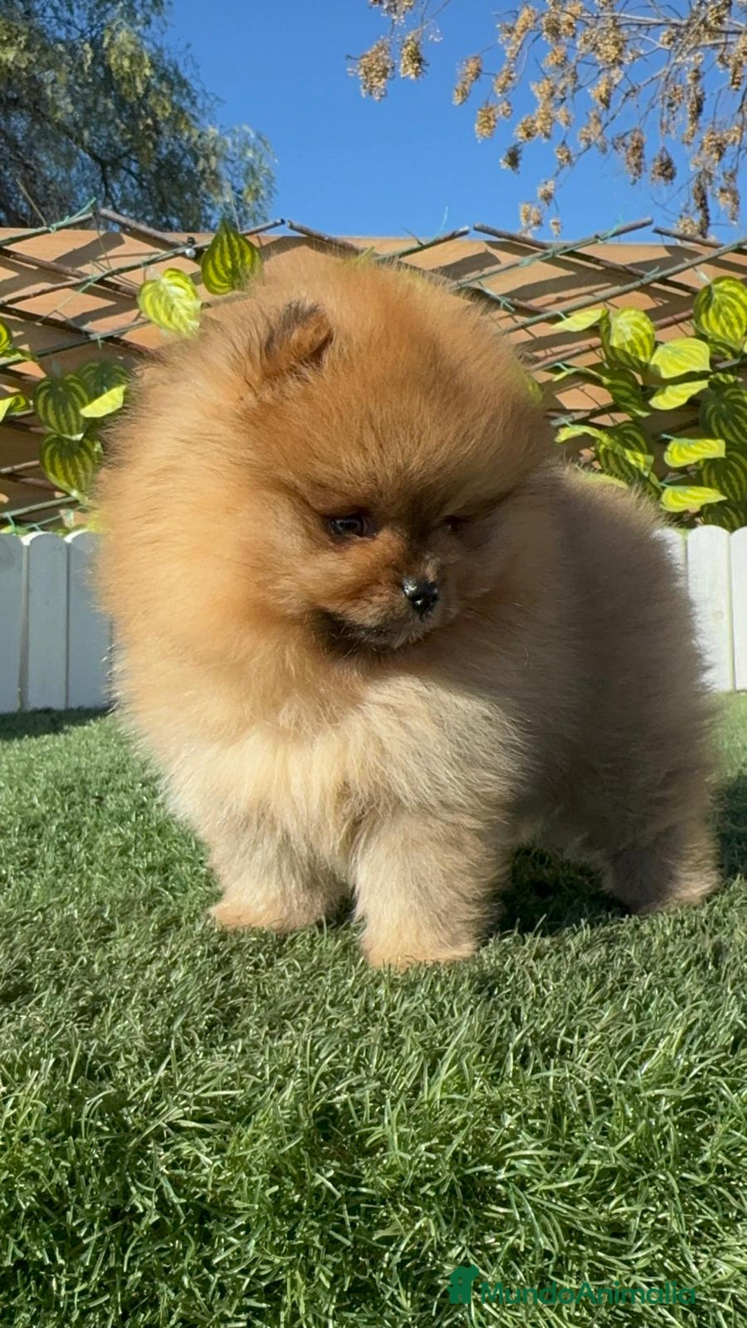 Pomerania perros en venta: POMERANIA HEMBRA CARA DE OSO - Anuncio 14