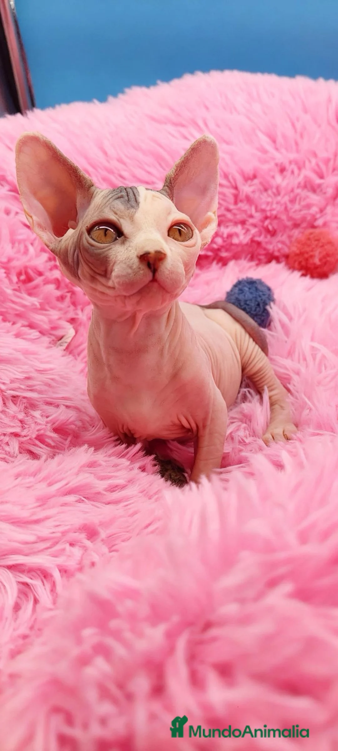 Sphynx gatos en venta: Preciosa hembrita sphynx  - Anuncio 5