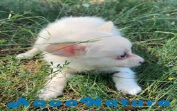 Chihuahua perros en venta: Camada Pomchi de Japi y Manchitas AQUANATURA - Imagen 9