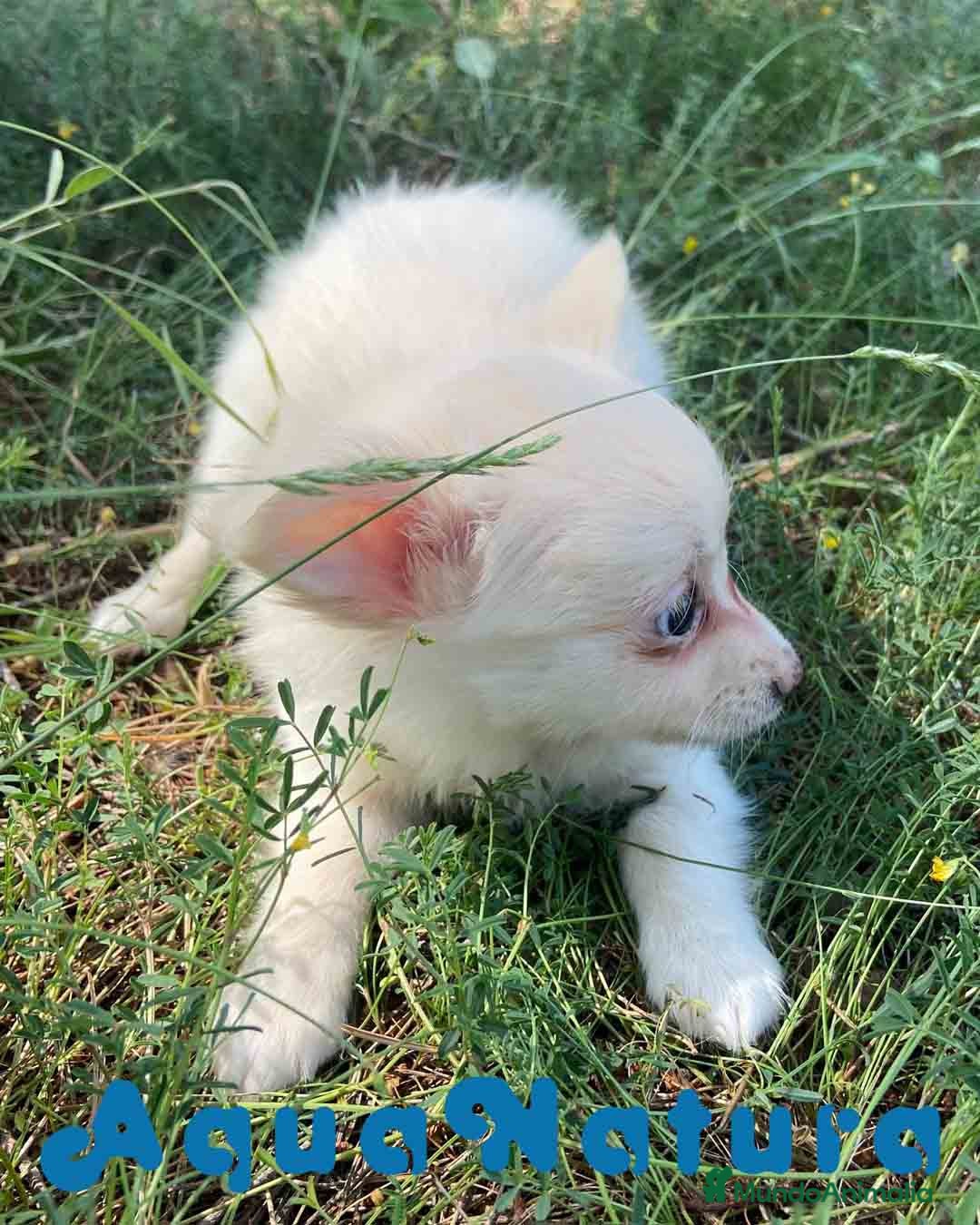 Chihuahua perros en venta: Camada Pomchi de Japi y Manchitas AQUANATURA - Imagen 9