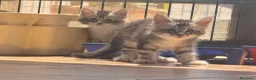 Maine Coon gatos en venta: Preciosa camada de cachorros Maine coon  - Anuncio 3