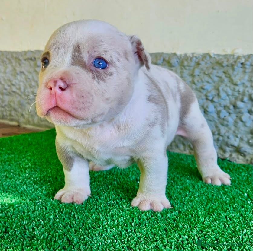 American Bully perros American Bully Pocket  - Anuncio 1