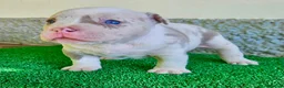 American Bully perros en venta: American Bully Pocket  - Anuncio 1
