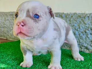 American Bully perros American Bully Pocket - Anuncio 5
