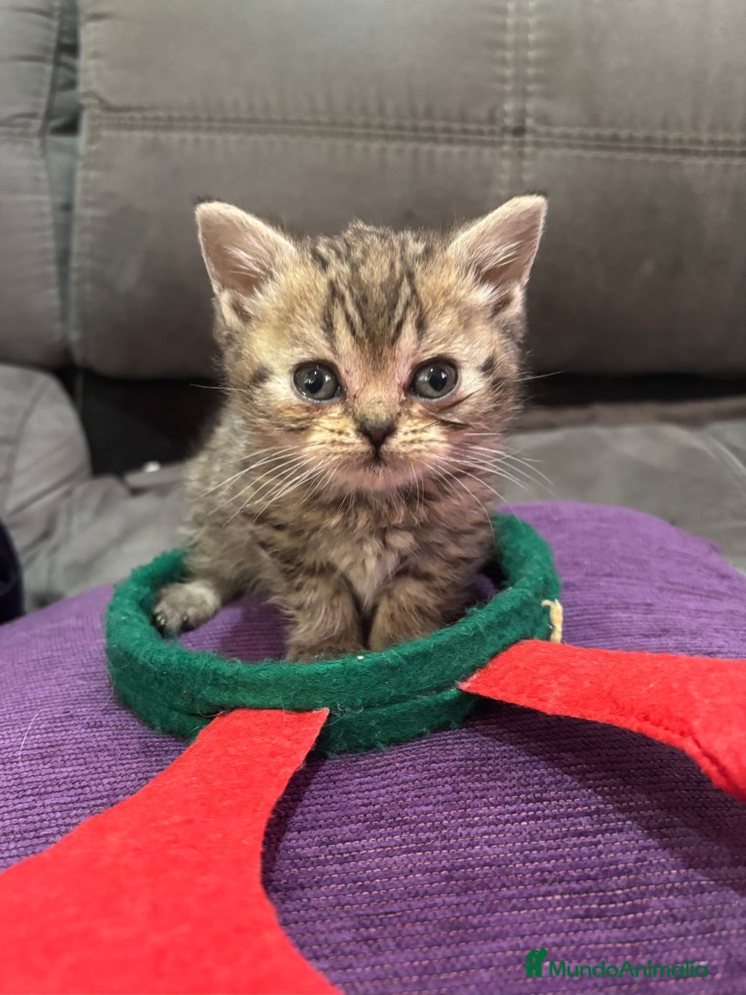 Scottish Fold gatos en venta: Scotish Fold atigrados  - Anuncio 1