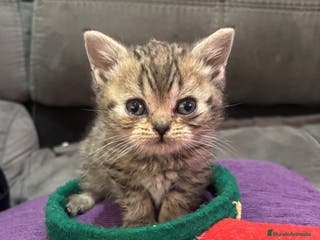 Scottish Fold gatos Scotish Fold atigrados - Anuncio 2