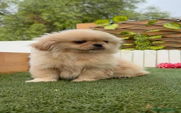 Pekinés perros en venta: PEKINES HEMBRA - Imagen 7