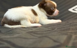 Chihuahua perros en venta: Chihuahua toy linea rusa  - Imagen 6
