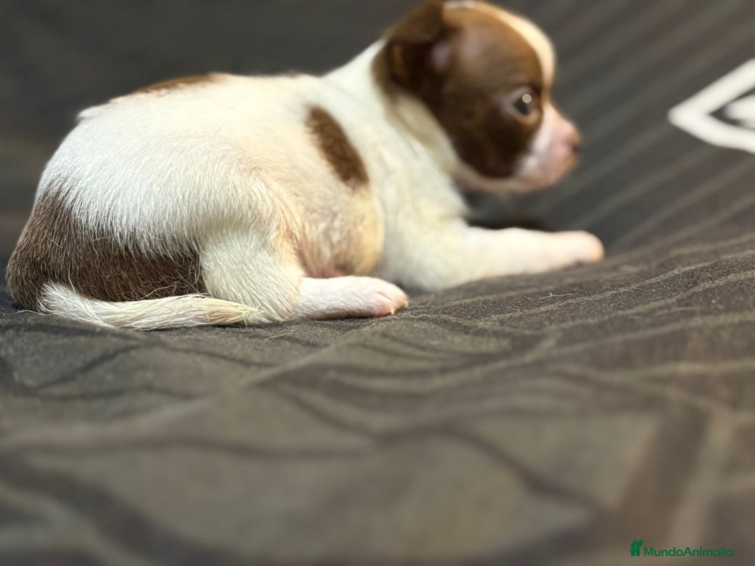 Chihuahua perros en venta: Chihuahua toy linea rusa  - Imagen 6