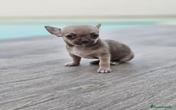 Chihuahua perros en venta: CHIHUAHUA MACHO - Imagen 7