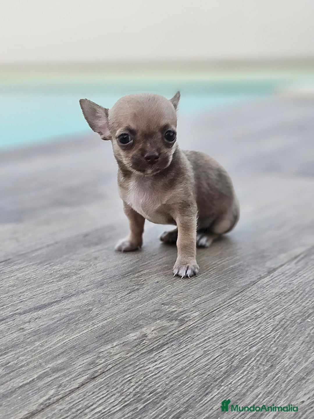 Chihuahua perros en venta: CHIHUAHUA MACHO - Imagen 7