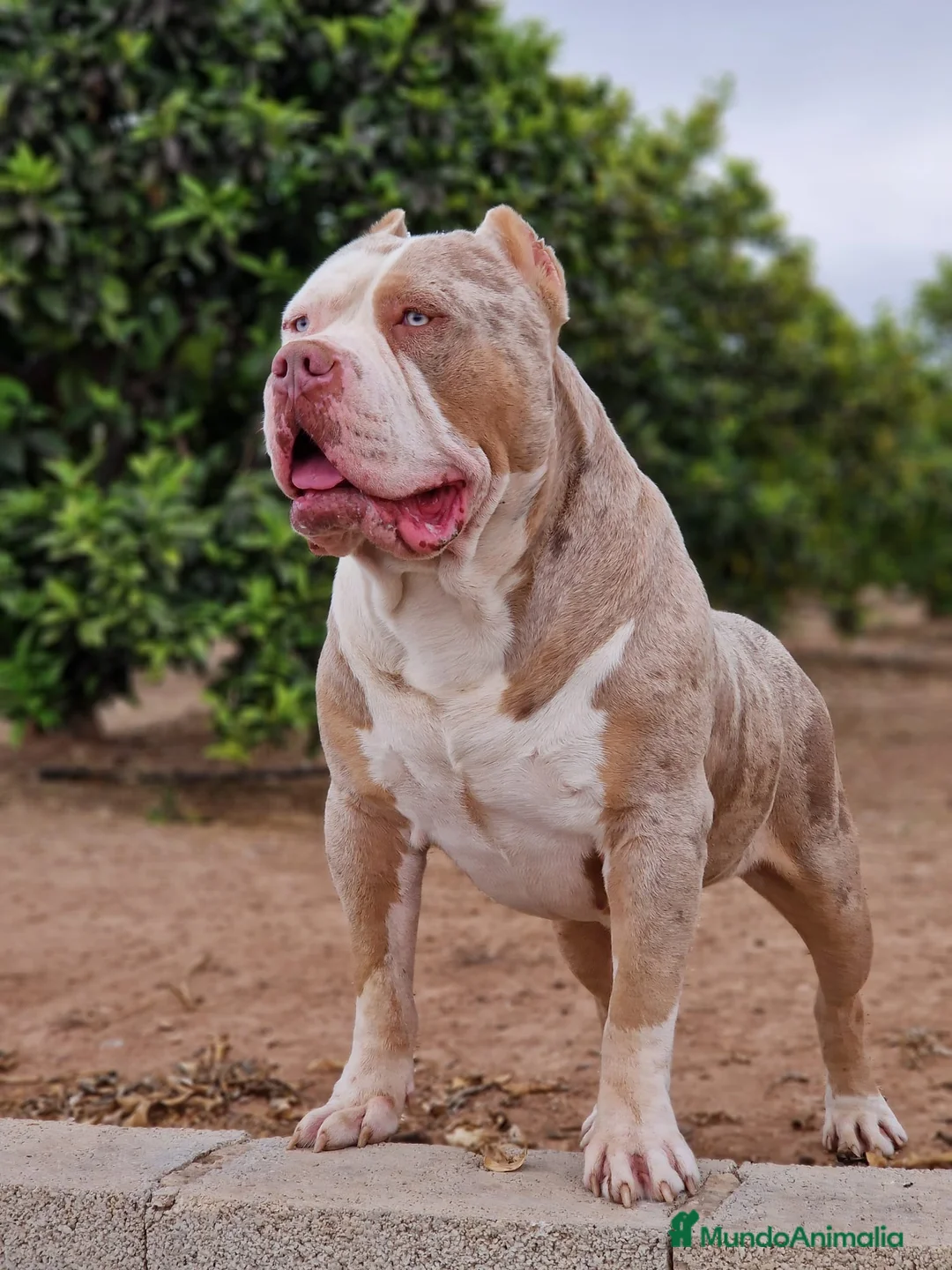 American Bully perros en venta: American bully  - Anuncio 4