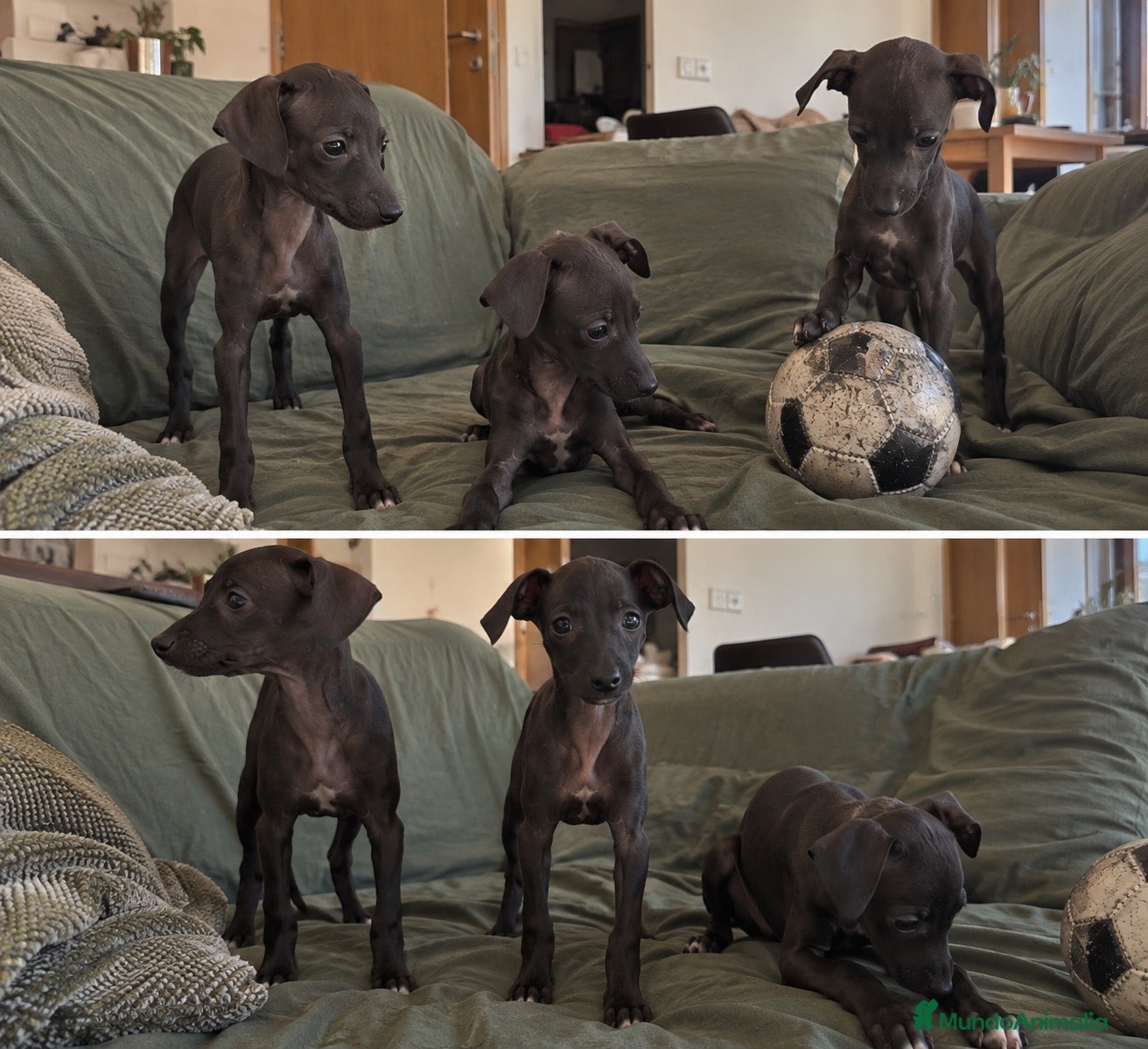 Pequeño Lebrel Italiano perros CACHORROS DE LEBREL ITALIANO  - Anuncio 3