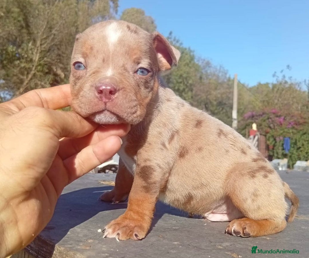American Bully perros en venta: American bully - Anuncio 5