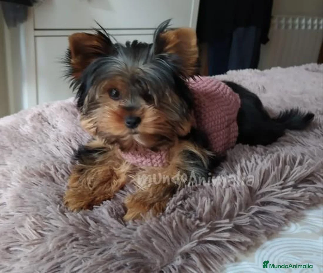 Imagen de galería {{count}}