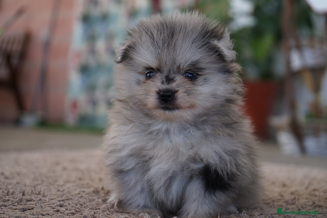 Pomerania perros en venta: 🐾 Roscón, Prodigy y Monk  Pomerania especiales 🐾 - Imagen 7