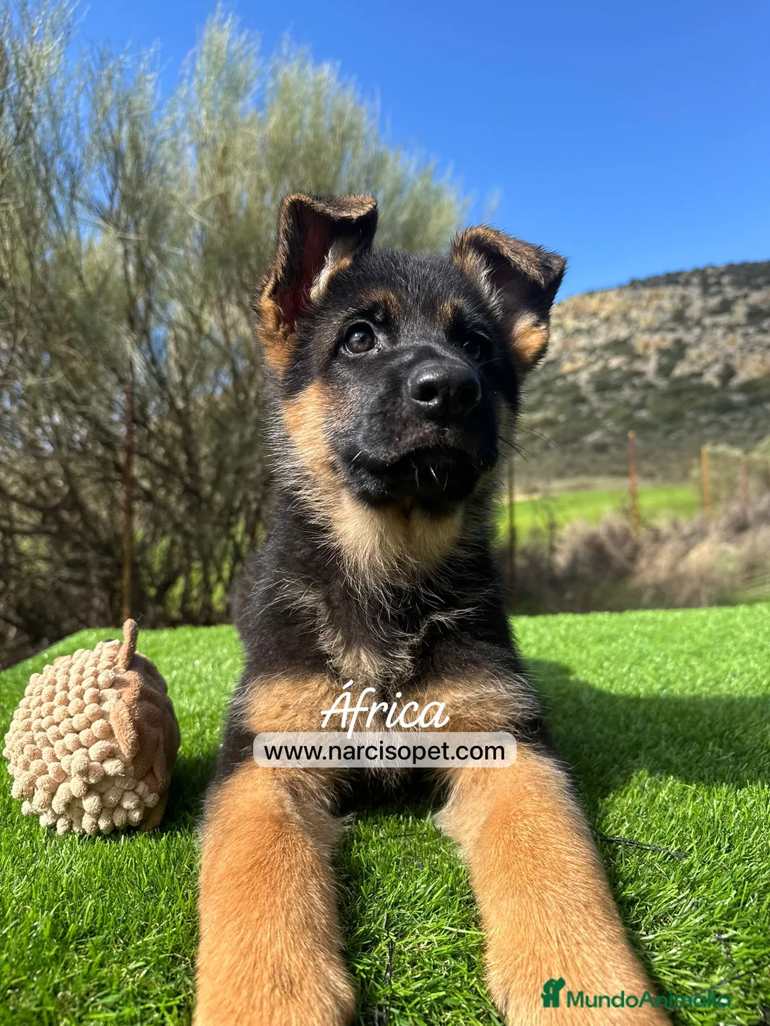 Pastor Alemán perros en venta: PASTOR ALEMAN HEMBRA - Anuncio 3