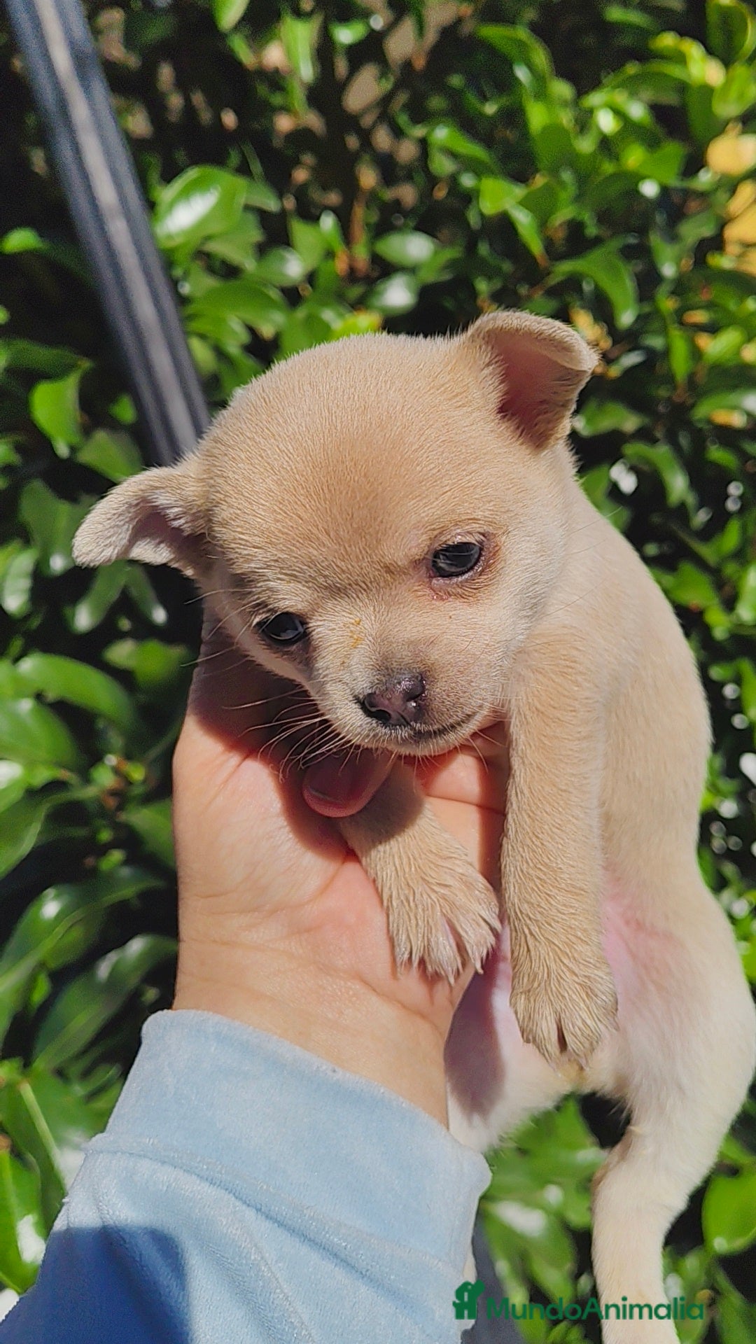 Chihuahua perros en venta: Chihuahua Toy hembras - Anuncio 4