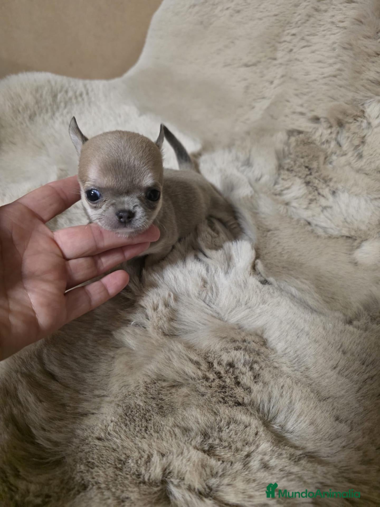 Chihuahua perros en venta: Miniatura 💎chihuahua hembra  - Anuncio 4