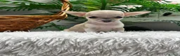 Chihuahua perros en venta: CHIHUAHUA HEMBRA - Anuncio 3