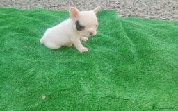 Bulldog Francés perros en venta: Último bulldog frances - Imagen 3