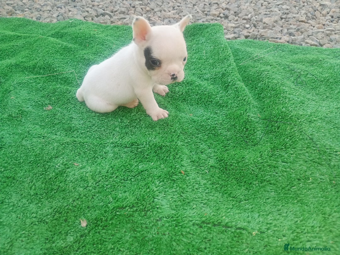 Bulldog Francés perros en venta: Último bulldog frances - Imagen 3