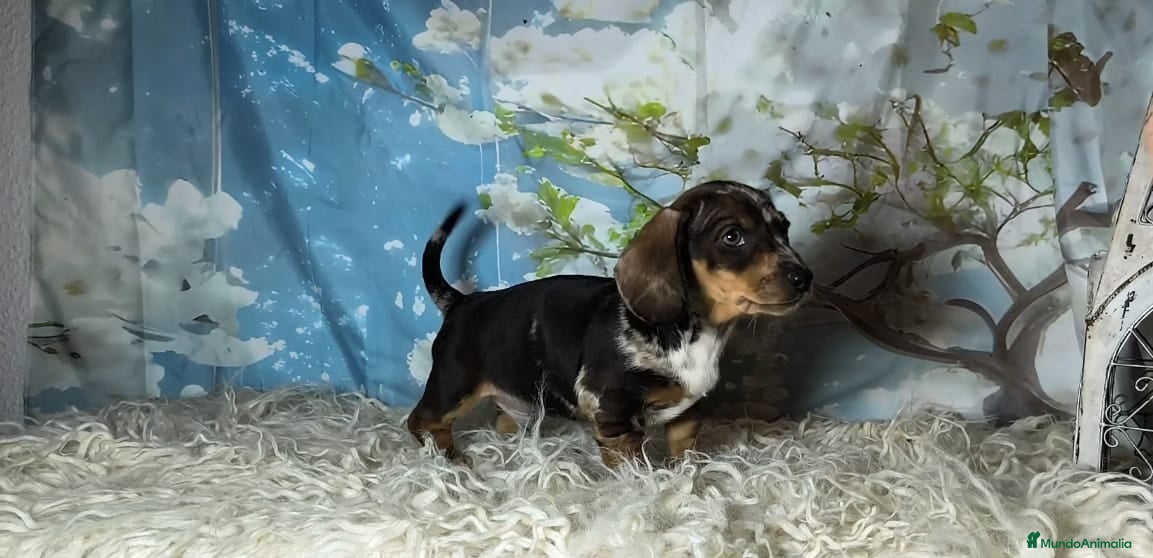 Teckel perros Teckel kanichen  - Anuncio 8