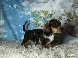 Teckel perros Teckel kanichen - Anuncio 11