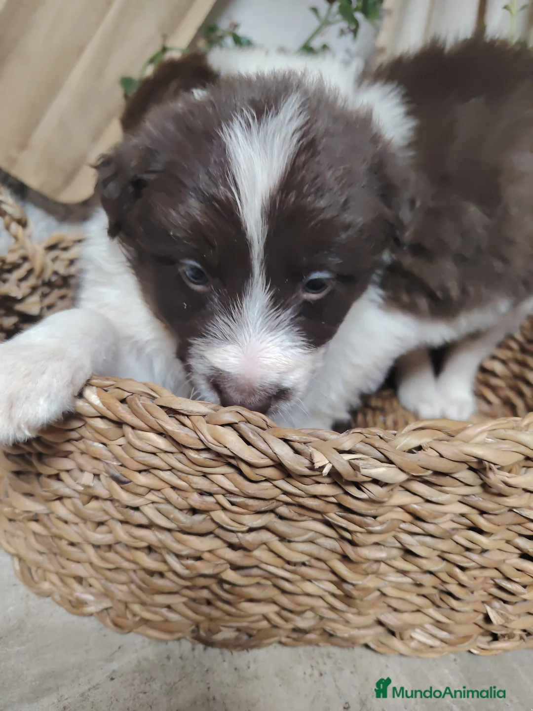 Imagen de galería {{count}}