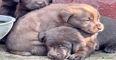 Labrador Retriever perros - Propaganda 5