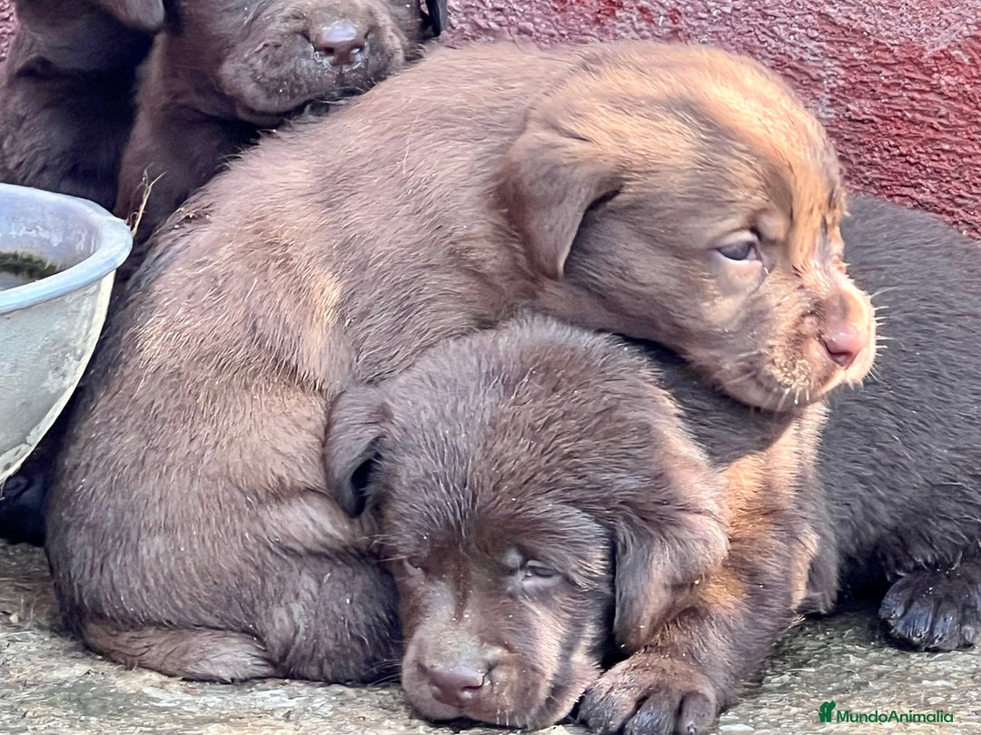 Labrador Retriever perros en venta: Camada de labradores chocolate.ENTREGA INMEDIATA!! - Imagen 3